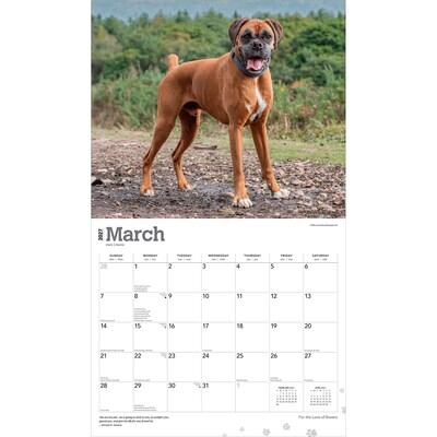 2027 BrownTrout For the Love of Boxers 14" x 12" Monthly Wall Calendar, Assorted Colors (9798330709236)