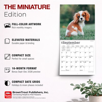 2027 BrownTrout Cavalier King Charles Spaniel Puppies 7" x 7" Monthly Wall Calendar, Assorted Colors (9798330709953)