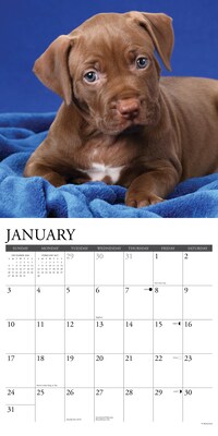 2027 Willow Creek American Pit Bull Terrier Puppies 12" x 12" Monthly Wall Calendar, Assorted Colors (58749)