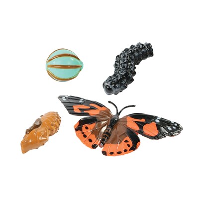 Butterfly Life Cycle Stages