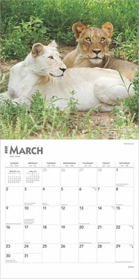 2025 BrownTrout Lions 12" x 12" Monthly Wall Calendar (9781975476458)