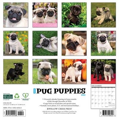 2025 Willow Creek Just Pug Puppies 12 x 12 Monthly Wall Calendar (44568)