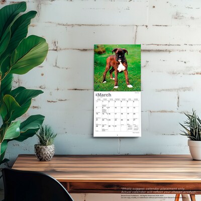 2027 BrownTrout Boxer Puppies 7" x 7" Monthly Wall Calendar, Assorted Colors (9798330709946)