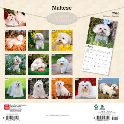 2026 BrownTrout Maltese 12 x 12 Monthly Wall Calendar (9798330707591)