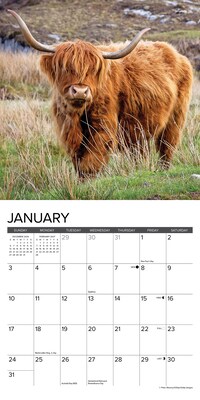 2027 Willow Creek Highland Cows 7" x 7" Monthly Wall Calendar, Assorted Colors (65563)