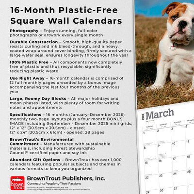 2026 BrownTrout Bulldog Puppies 12" x 12" Monthly Wall Calendar (9798330702664)