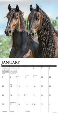 2025 Willow Creek Friesians 12" x 12" Monthly Wall Calendar (42960)