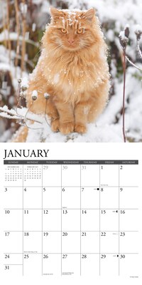 2027 Willow Creek Ginger Cats  12" x 12" Monthly Wall Calendar (60414)