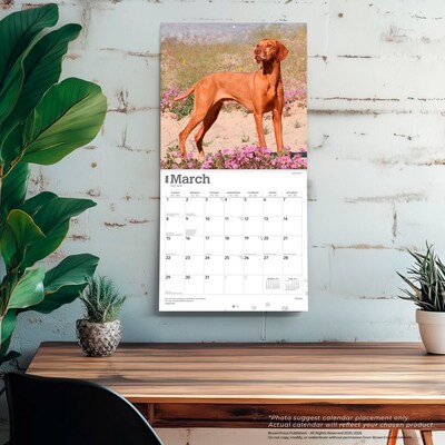 2026 BrownTrout Vizslas 12" x 12" Monthly Wall Calendar (9798330706167)