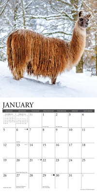 2025 Willow Creek Llamas 12" x 12" Monthly Wall Calendar (43790)