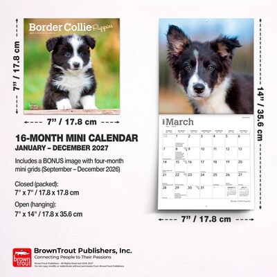 2027 BrownTrout Border Collie Puppies 7" x 7" Monthly Wall Calendar, Assorted Colors (9798330709915)