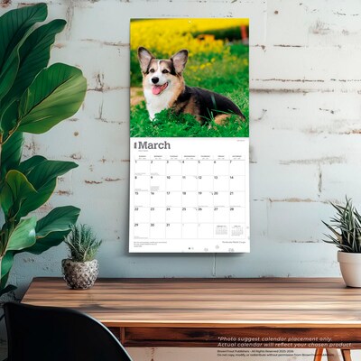 2026 BrownTrout Pembroke Welsh Corgis 12" x 12" Monthly Wall Calendar (9798330706242)