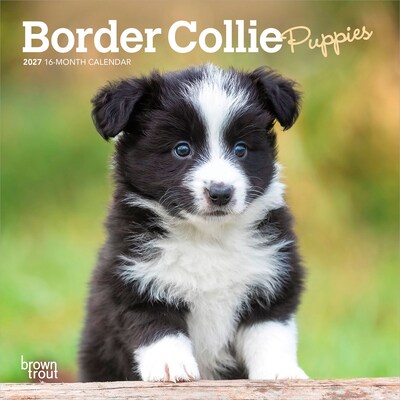 2027 BrownTrout Border Collie Puppies 7 x 7 Monthly Wall Calendar, Assorted Colors (9798330709915)