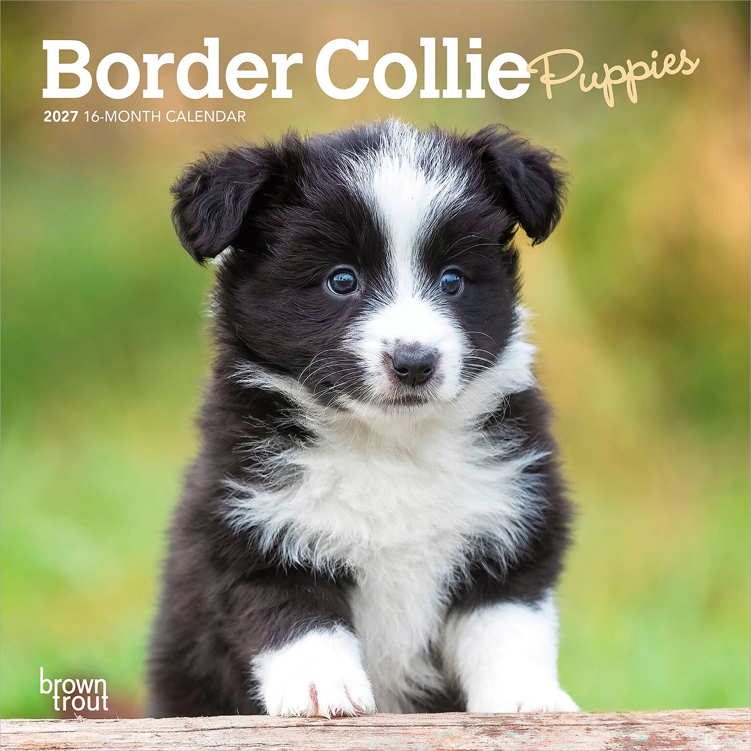 2027 BrownTrout Border Collie Puppies 7 x 7 Monthly Wall Calendar, Assorted Colors (9798330709915)