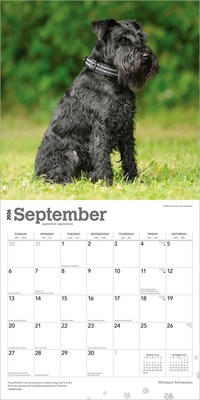 2026 BrownTrout Miniature Schnauzers 12" x 12" Monthly Wall Calendar (9798330705467)