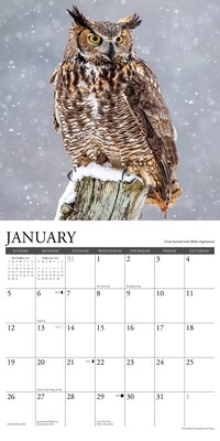 2025 Willow Creek Owls 12" x 12" Monthly Wall Calendar (44315)
