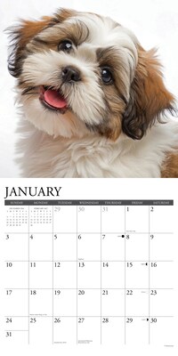 2027 Willow Creek Shih Tzu Puppies 12" x 12" Monthly Wall Calendar, Assorted Colors (62319)