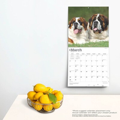 2025 BrownTrout Saint Bernards 12" x 24" Monthly Square Wall Calendar (9781975477653)