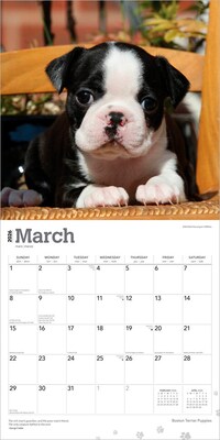 2026 BrownTrout Boston Terrier Puppies 12" x 12" Monthly Wall Calendar (9798330702596)