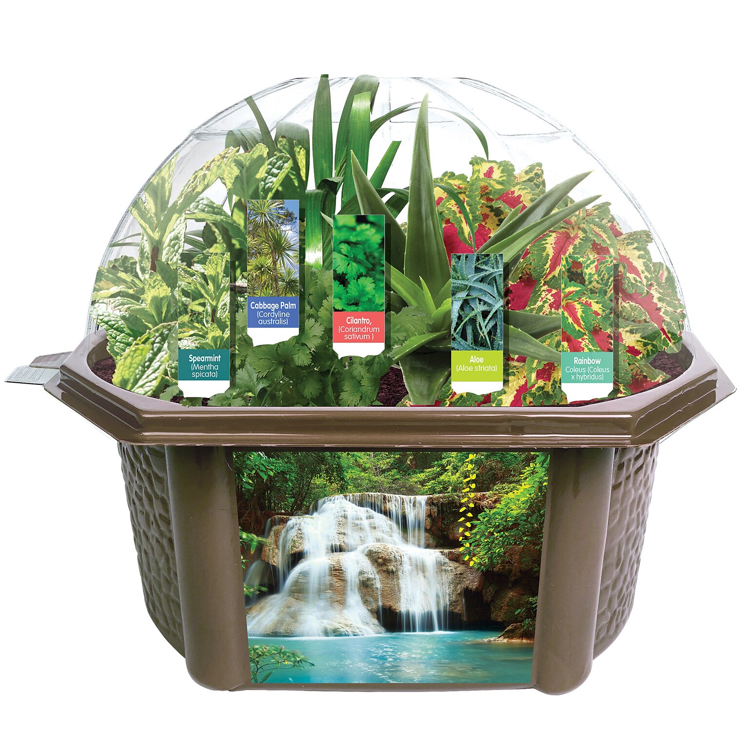 Fernroot Sensory Biosphere, Multicolored (SRCEBRB620)