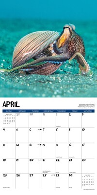 2027 Willow Creek Octopus 12" x 12" Monthly Wall Calendar (61596)