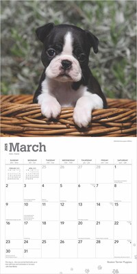 2025 BrownTrout Boston Terrier Puppies 12" x 12" Monthly Wall Calendar (9781975476694)