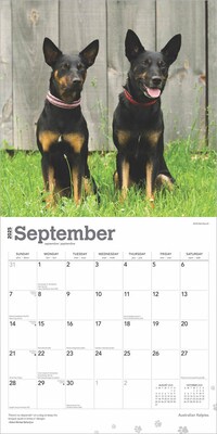 2025 BrownTrout Australian Kelpies 12" x 24" Monthly Square Wall Calendar (9781975476540)