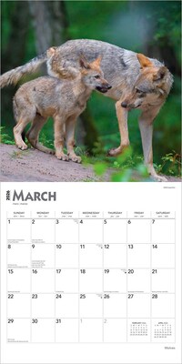 2026 BrownTrout Wolves 12" x 12" Monthly Wall Calendar (9798330706402)
