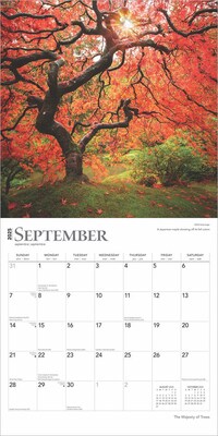 2025 BrownTrout The Majesty of Trees 12" x 12" Monthly Square Wall Calendar (9781975477394)