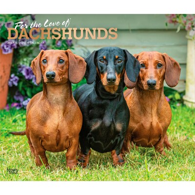 2027 BrownTrout For the Love of Dachshunds 14 x 12 Monthly Wall Calendar, Assorted Colors (9798330709243)