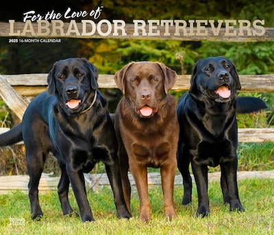 2025 BrownTrout For the Love of Labrador Retrievers 14 x 24 Monthly Deluxe Wall Calendar, (9781975