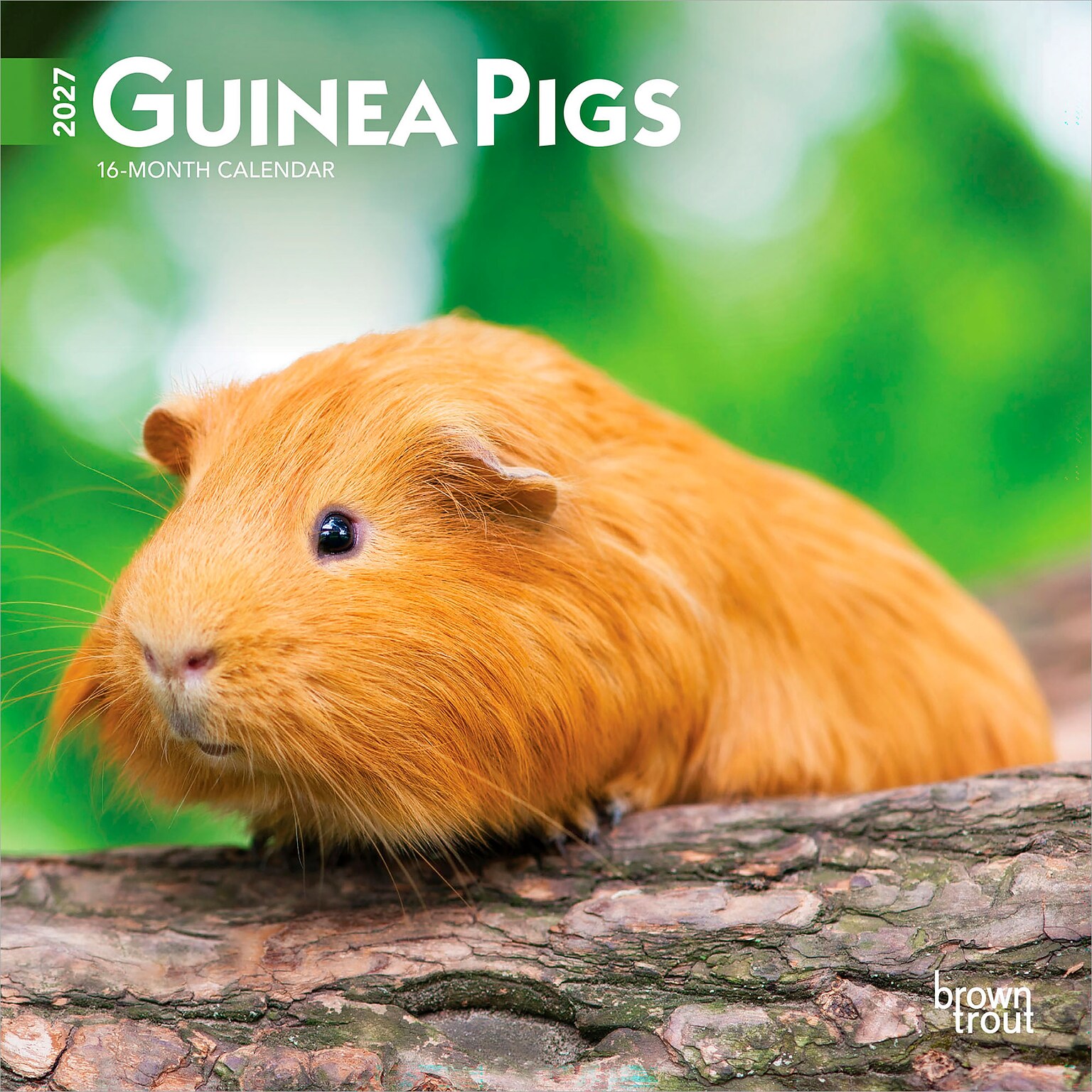 2027 BrownTrout Guinea Pigs 7 x 7 Monthly Wall Calendar, Assorted Colors (9798330709793)