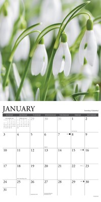 2027 Willow Creek Flowers 12" x 12" Monthly Wall Calendar, Assorted Colors (60254)