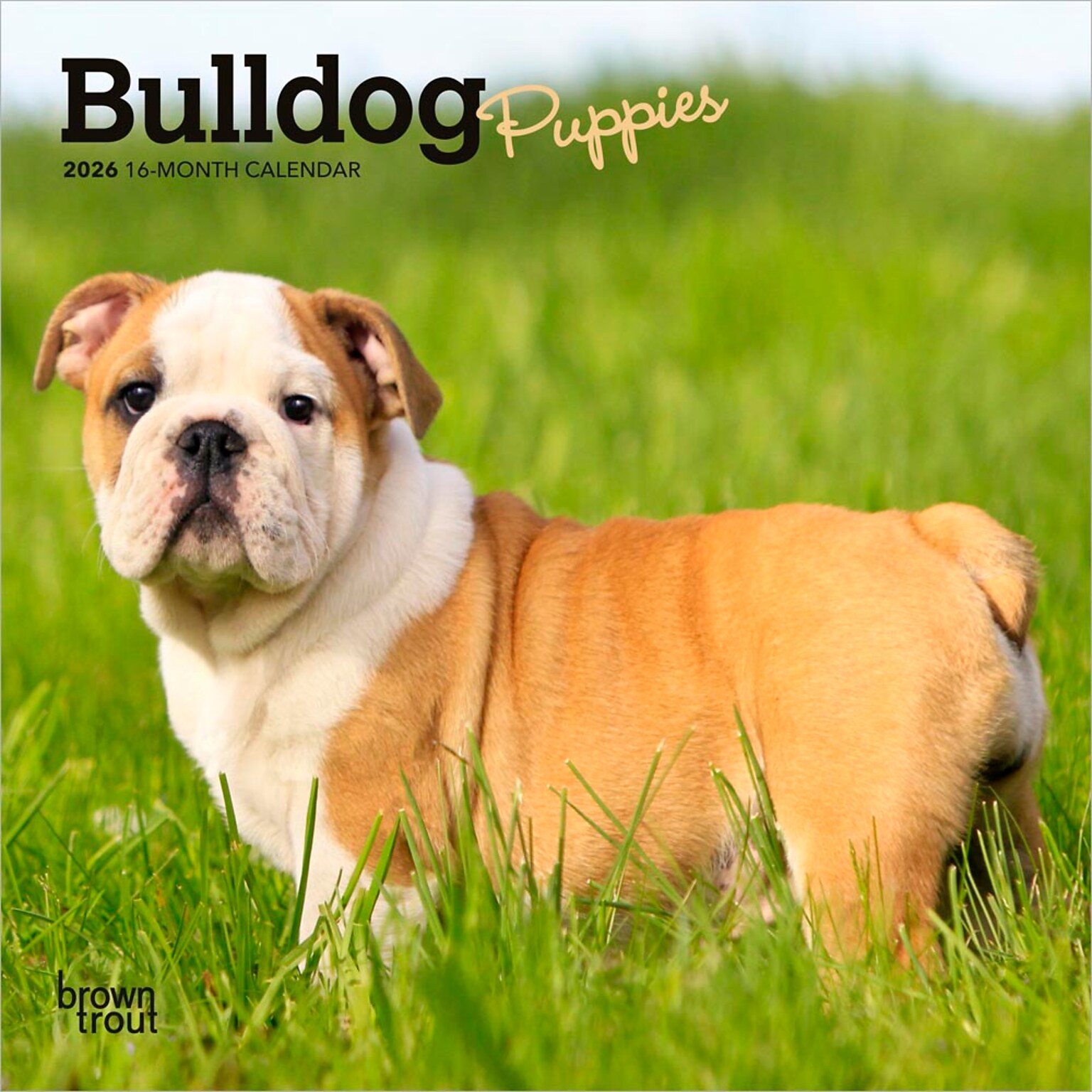 2026 BrownTrout Bulldog Puppies 7 x 7 Monthly Wall Calendar (9798330702657)