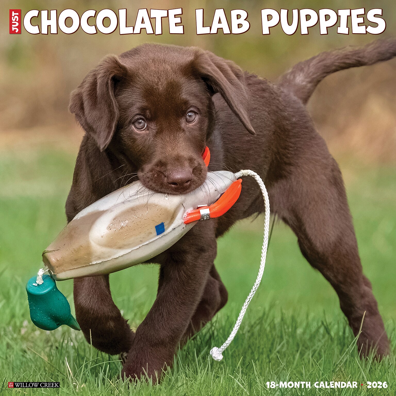 2026 Willow Creek Chocolate Lab Puppies 12 x 12 Monthly Wall Calendar (55359)