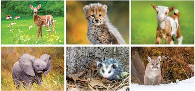 Custom Baby Animals Stapled Wall Calendar