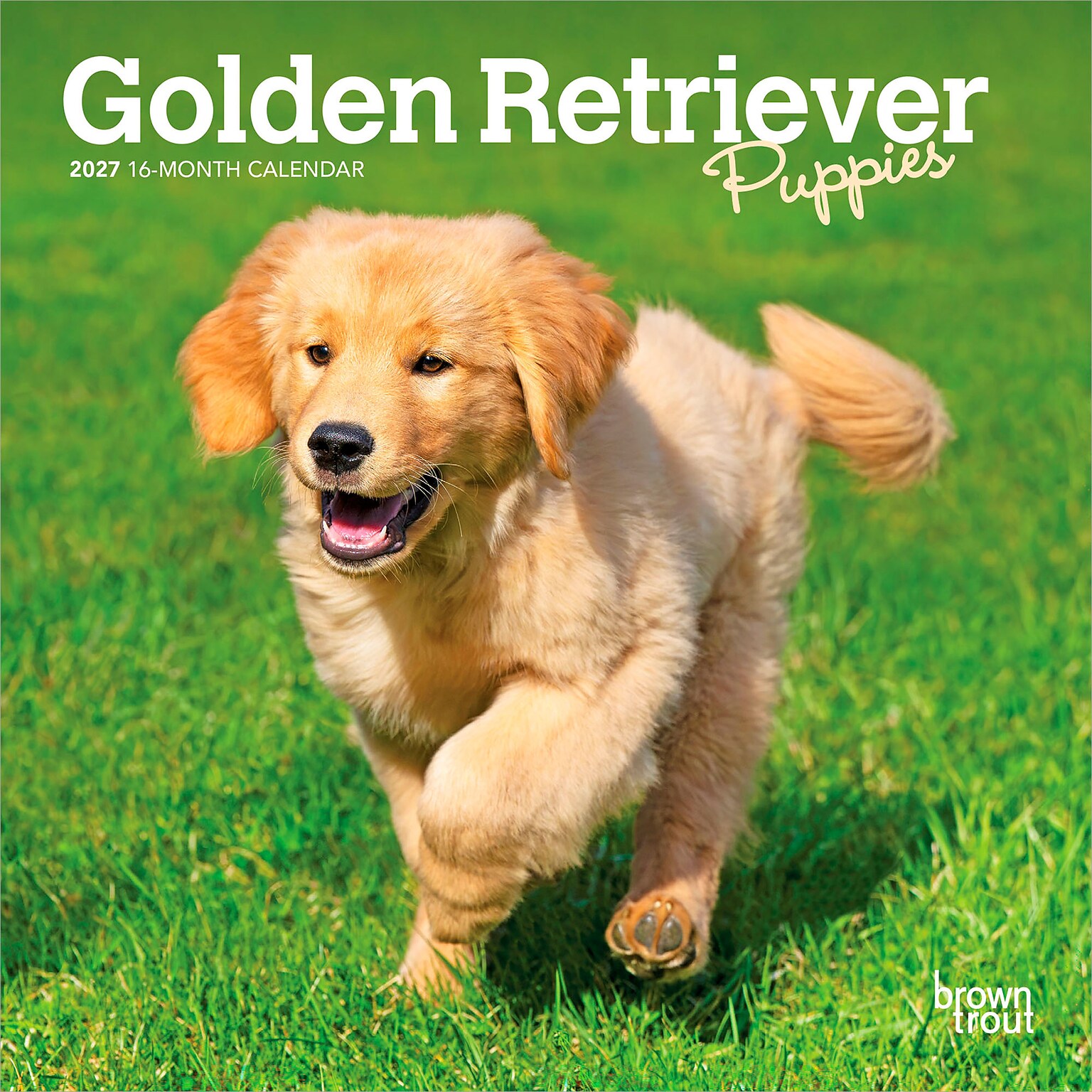 2027 BrownTrout Golden Retriever Puppies 7 x 7 Monthly Wall Calendar, Assorted Colors (9798330710010)