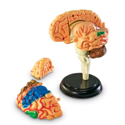 Learning Resources Brain Anatomy Model (LER3335)