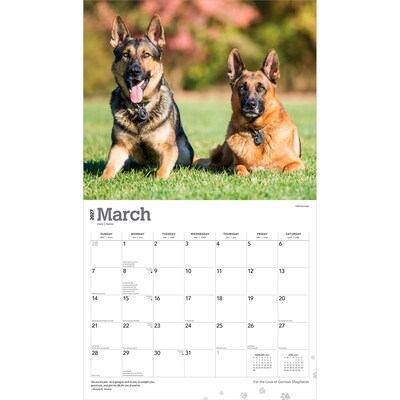 2027 BrownTrout For the Love of German Shepherds 14" x 12" Monthly Wall Calendar, Assorted Colors (9798330709250)