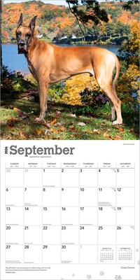 2026 BrownTrout Great Danes 12" x 12" Monthly Wall Calendar (9798330703524)