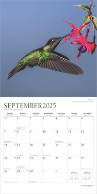 2025 Plato Hummingbirds 12" x 12" Monthly Wall Calendar (9781975479015)