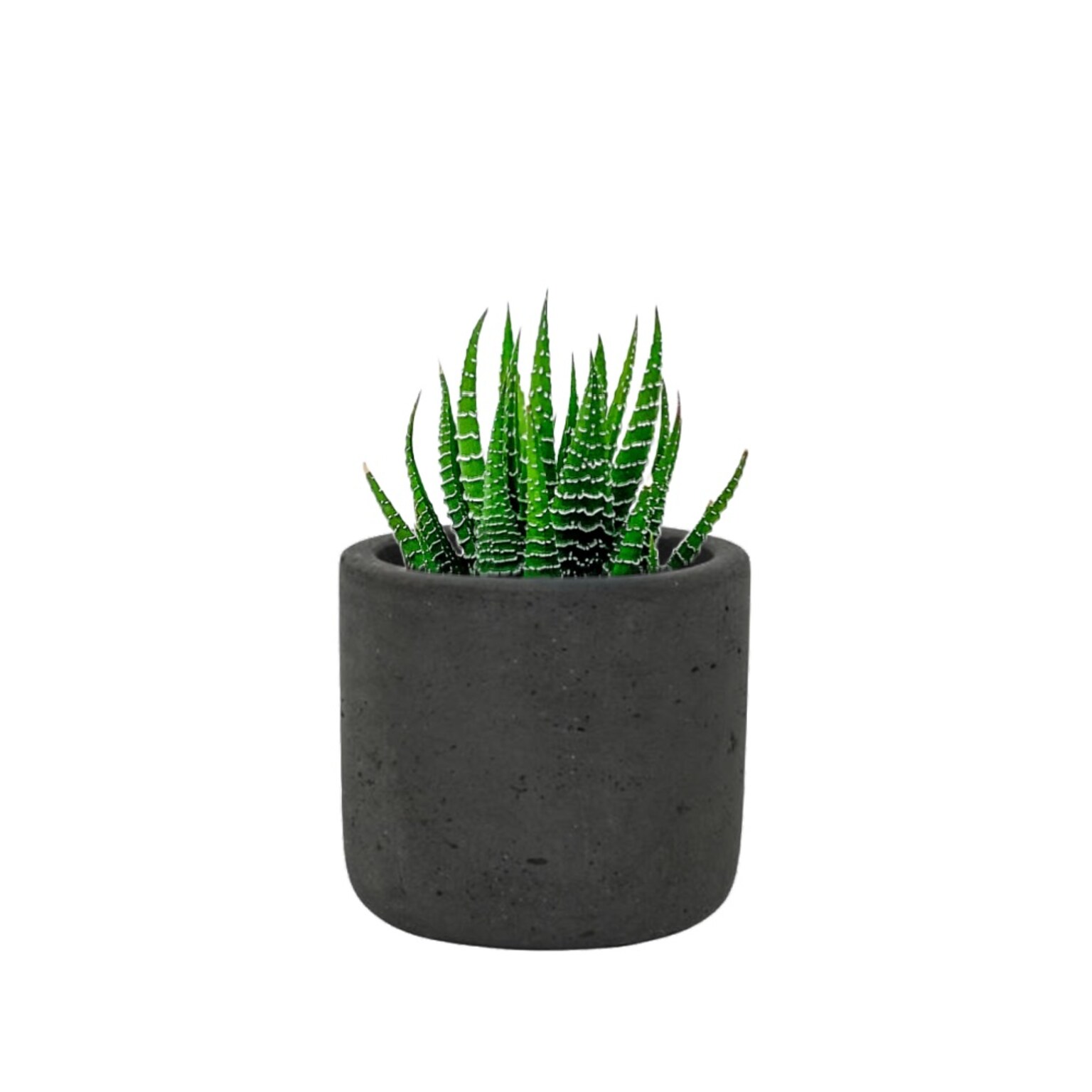 Desk Plants Zebra Haworthia in a Black Mini Wilson pot (ZHMWB)