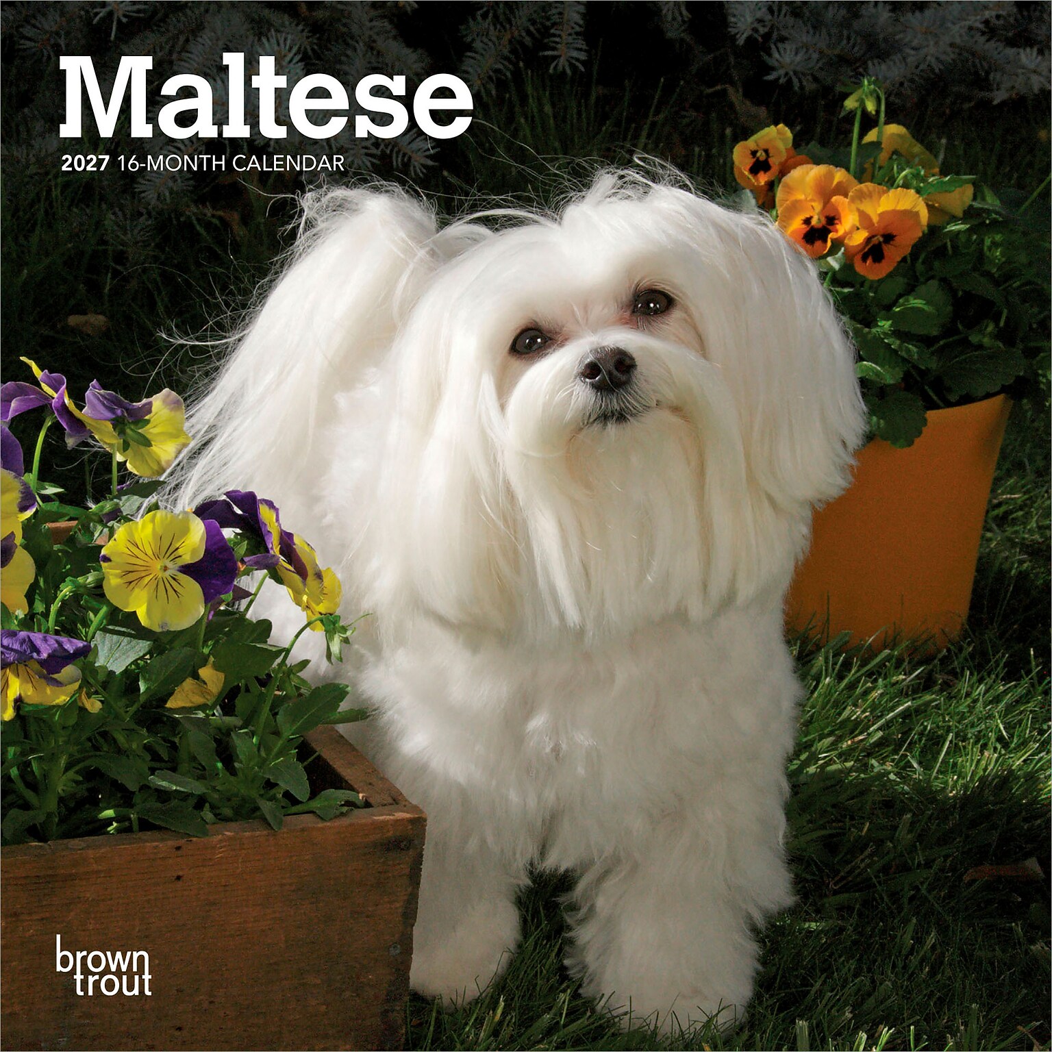 2027 BrownTrout Maltese 7 x 7 Monthly Wall Calendar (9798330710041)