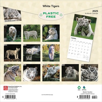 2025 BrownTrout White Tigers 12 x 12 Monthly Square Wall Calendar (9781975475932)