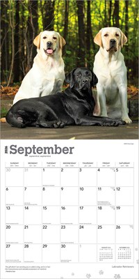 2026 BrownTrout Labrador Retrievers 12" x 12" Monthly Wall Calendar (9798330704224)