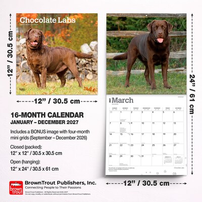 2027 BrownTrout Chocolate Labrador Retrievers 12" x 12" Monthly Wall Calendar (9798330712564)