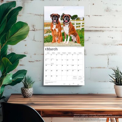 2026 BrownTrout Boxers International Edition 12" x 12" Monthly Wall Calendar (9798330702633)