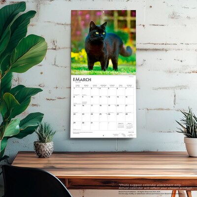 2026 BrownTrout Black Cats 12" x 12" Monthly Wall Calendar (9798330702480)