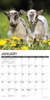 2025 Willow Creek Just Goats 12" x 12" Monthly Wall Calendar (43073)