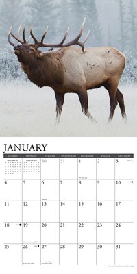 2026 Willow Creek Bull Elk 12" x 12" Monthly Wall Calendar (50408)